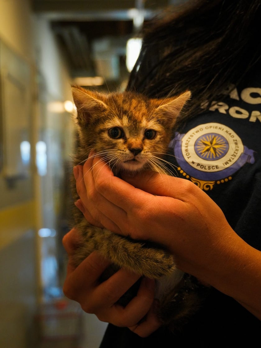 Koty do adopcji z wrocławskiego schroniska&nbsp;
&nbsp;