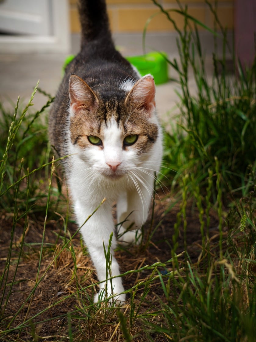 Koty do adopcji z wrocławskiego schroniska&nbsp;
