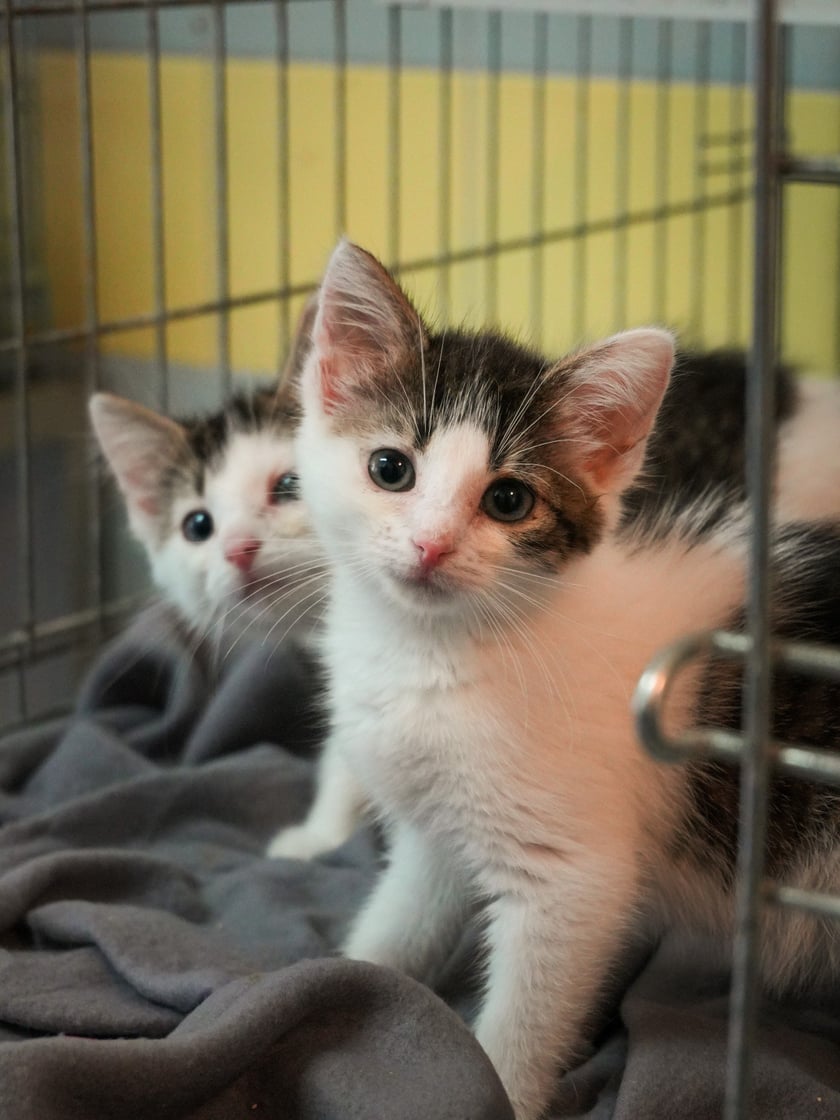 Koty do adopcji z wrocławskiego schroniska&nbsp;
&nbsp;