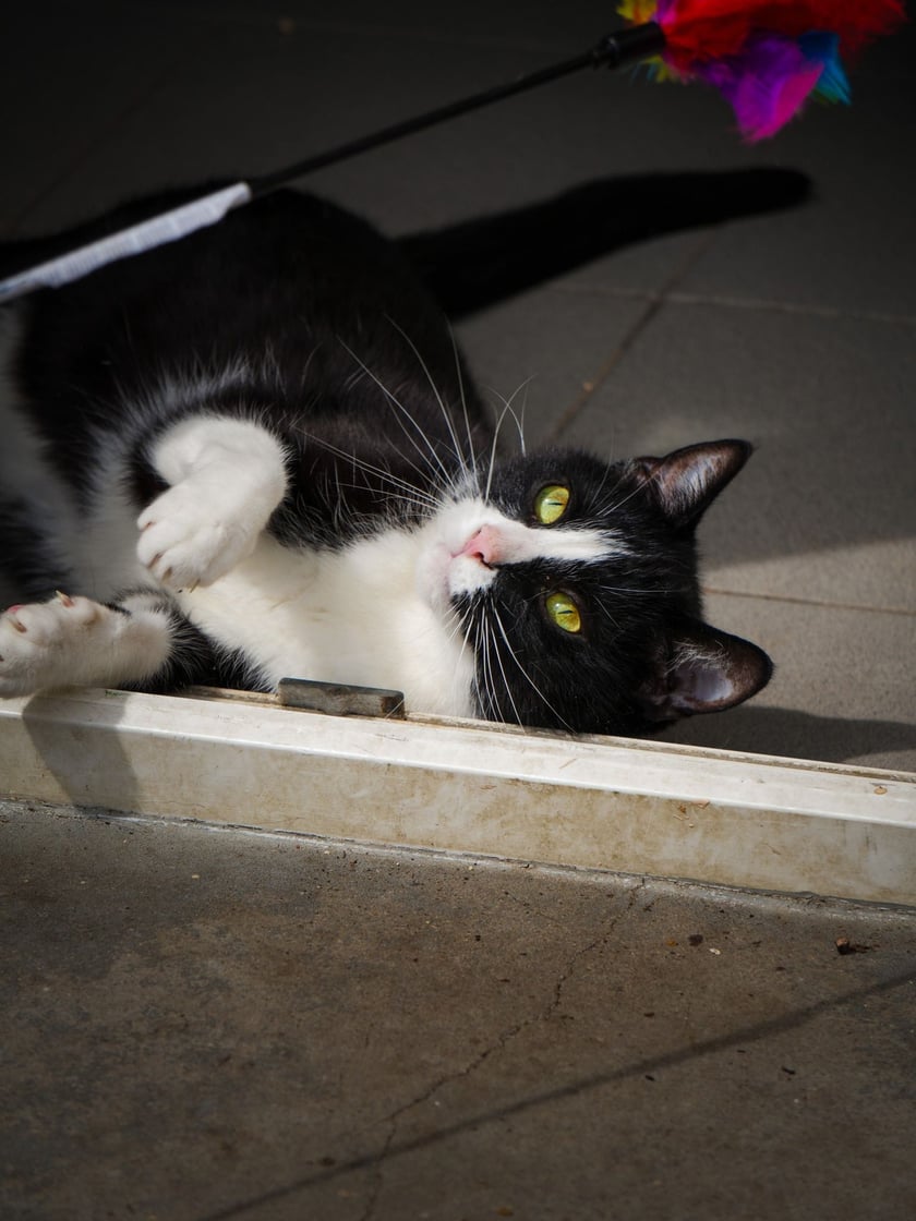 Koty do adopcji z wrocławskiego schroniska&nbsp;
&nbsp;