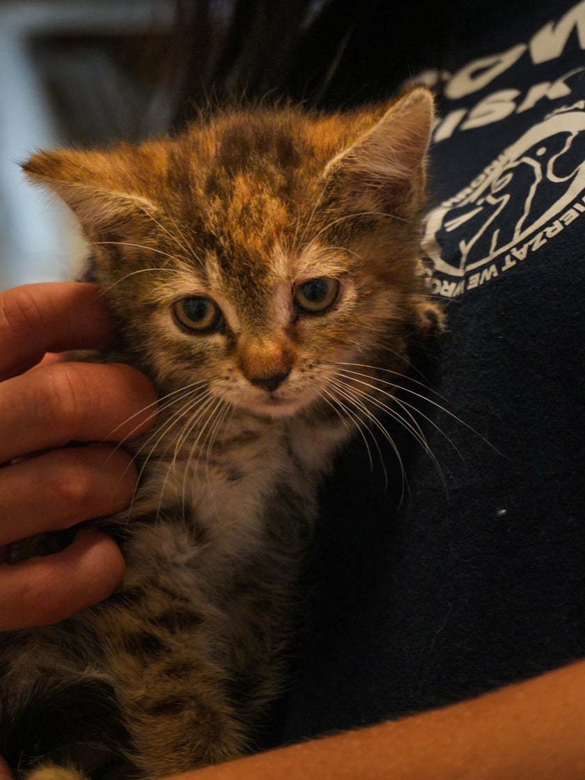 Koty do adopcji z wrocławskiego schroniska&nbsp;
&nbsp;
