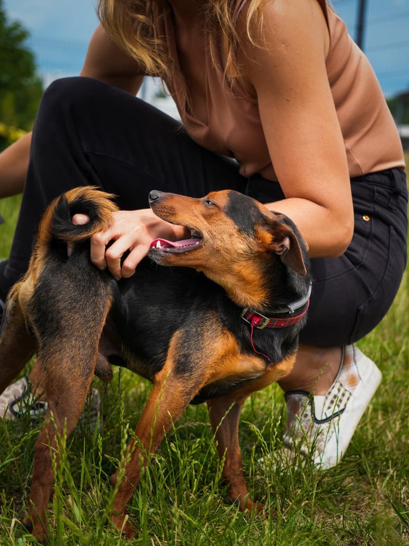 Psy do adopcji z wrocławskiego schroniska -&nbsp;trzy iskierki - Szafa (najmniejsza), Piekarnik (najciemniejszy) oraz Stryjek (czerwona obroża) - szukają wspaniałych dom&oacute;w!