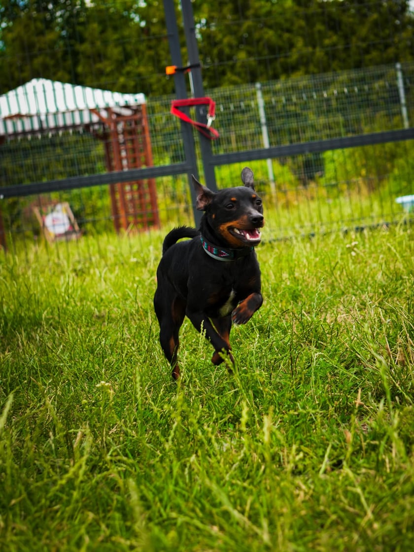 Psy do adopcji z wrocławskiego schroniska -&nbsp;trzy iskierki - Szafa (najmniejsza), Piekarnik (najciemniejszy) oraz Stryjek (czerwona obroża) - szukają wspaniałych dom&oacute;w!