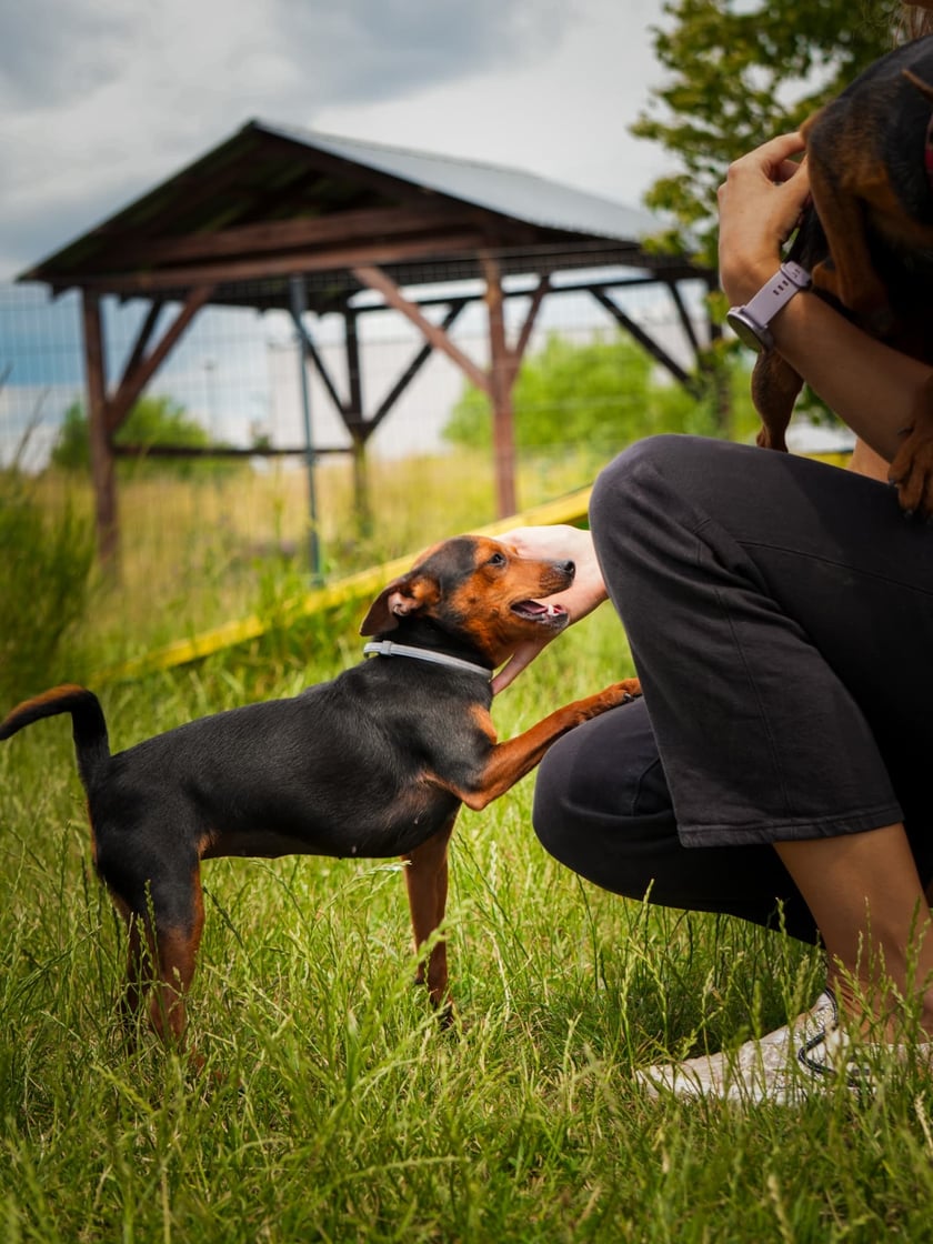 Psy do adopcji z wrocławskiego schroniska -&nbsp;trzy iskierki - Szafa (najmniejsza), Piekarnik (najciemniejszy) oraz Stryjek (czerwona obroża) - szukają wspaniałych dom&oacute;w!