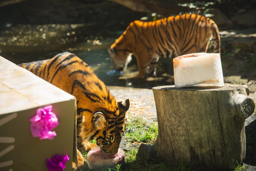 Pierwsze urodziny tygrysów-czworaczków z wrocławskiego zoo