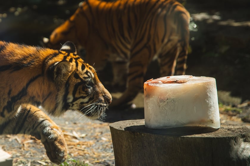 Pierwsze urodziny tygrysów-czworaczków z wrocławskiego zoo