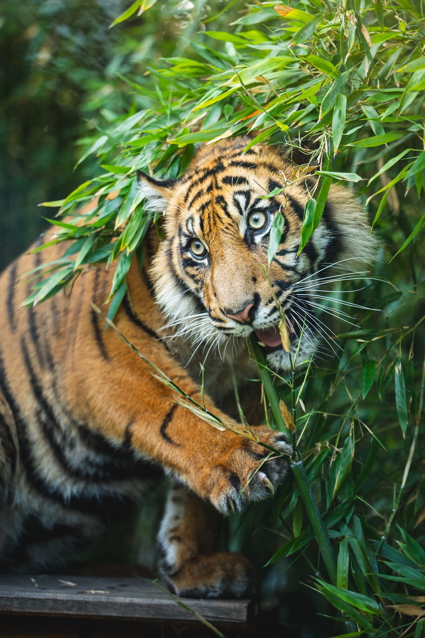 Pierwsze urodziny tygrys&oacute;w-czworaczk&oacute;w z wrocławskiego zoo. Na zdjęciu Hari