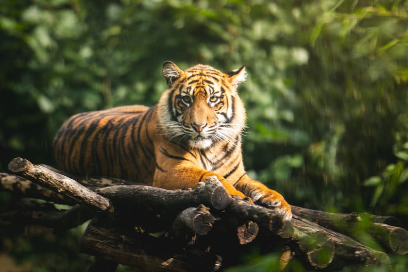 Pierwsze urodziny tygrys&oacute;w-czworaczk&oacute;w z wrocławskiego zoo. Na zdjęciu tygrys Kampar