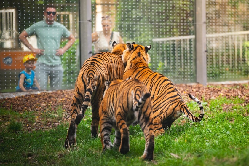 Pierwsze urodziny tygrysów-czworaczków z wrocławskiego zoo