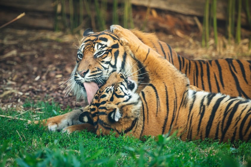 Pierwsze urodziny tygrysów-czworaczków z wrocławskiego zoo