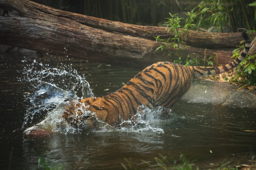 Pierwsze urodziny tygrysów-czworaczków z wrocławskiego zoo