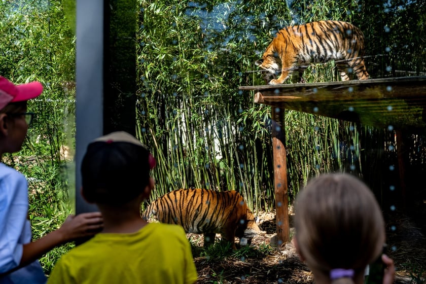 Pierwsze urodziny tygrysów-czworaczków z wrocławskiego zoo