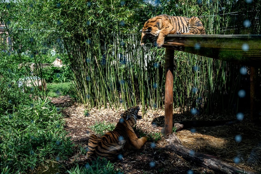 Pierwsze urodziny tygrysów-czworaczków z wrocławskiego zoo