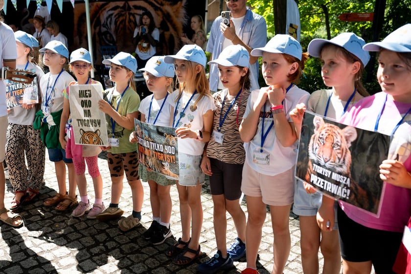 Pierwsze urodziny tygrysów-czworaczków z wrocławskiego zoo