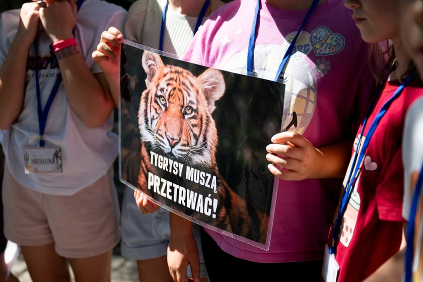 Pierwsze urodziny tygrysów-czworaczków z wrocławskiego zoo