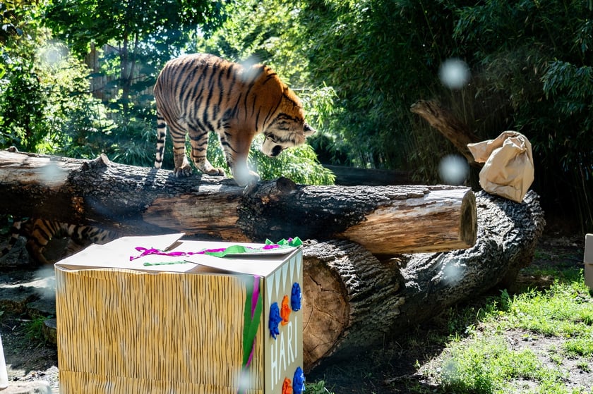 Pierwsze urodziny tygrysów-czworaczków z wrocławskiego zoo
