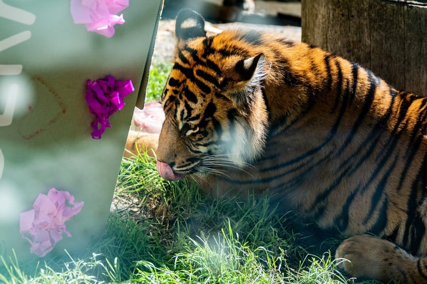 Pierwsze urodziny tygrysów-czworaczków z wrocławskiego zoo