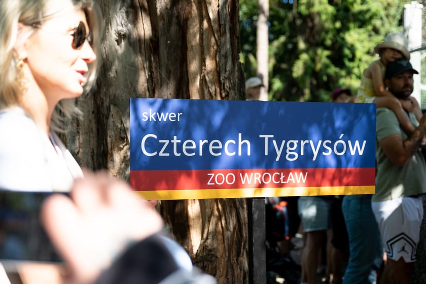Pierwsze urodziny tygrysów-czworaczków z wrocławskiego zoo