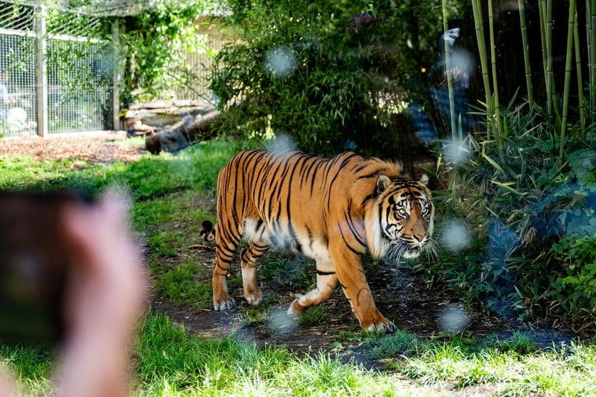 Pierwsze urodziny tygrysów-czworaczków z wrocławskiego zoo