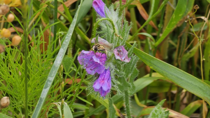 Łąka kwietna przy ul. Lechitów