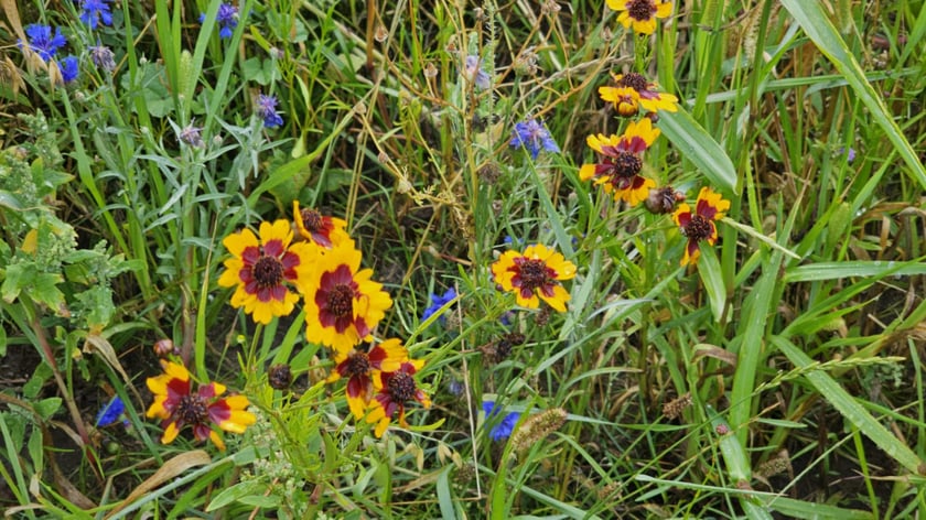 Łąka kwietna przy ul. Lechitów