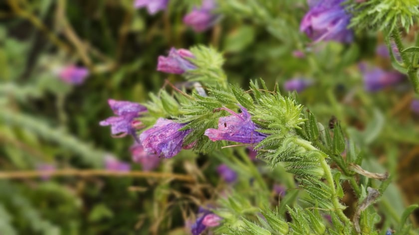 Łąka kwietna przy ul. Lechitów