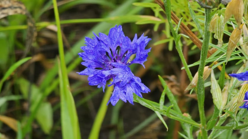 Łąka kwietna przy ul. Lechitów