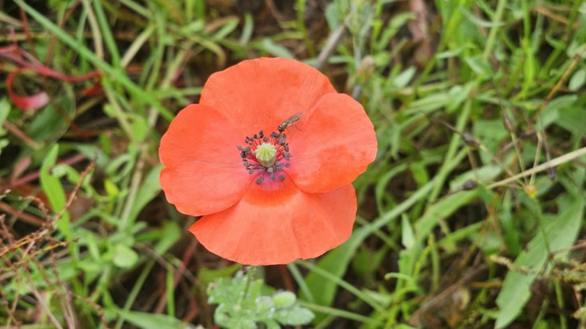 Łąka kwietna przy ul. Lechitów