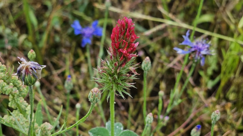 Łąka kwietna przy ul. Lechitów