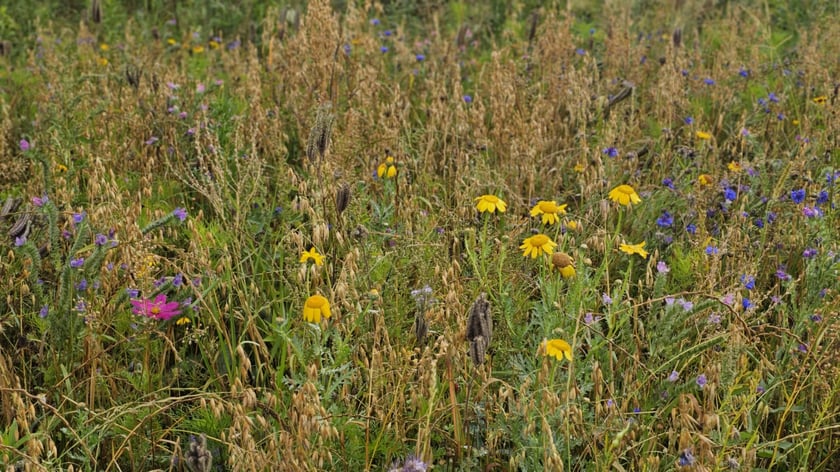 Łąka kwietna przy ul. Lechitów