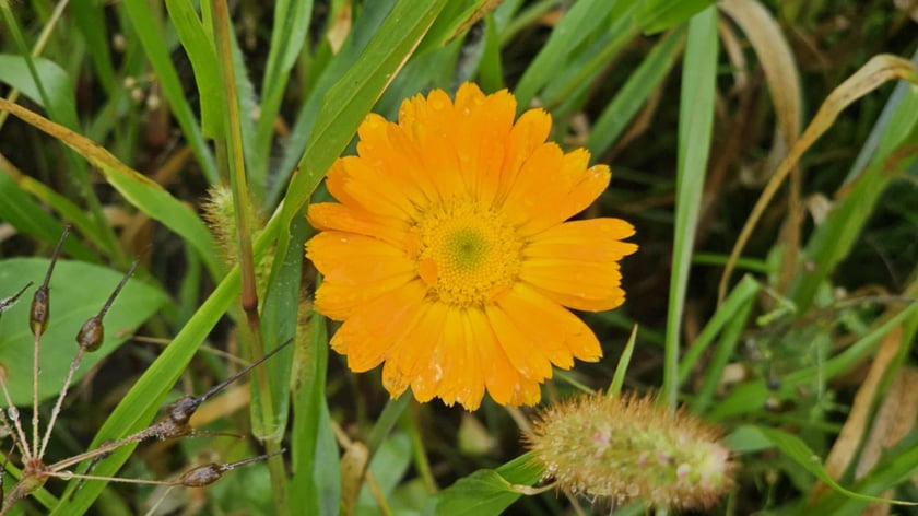 Łąka kwietna przy ul. Lechitów