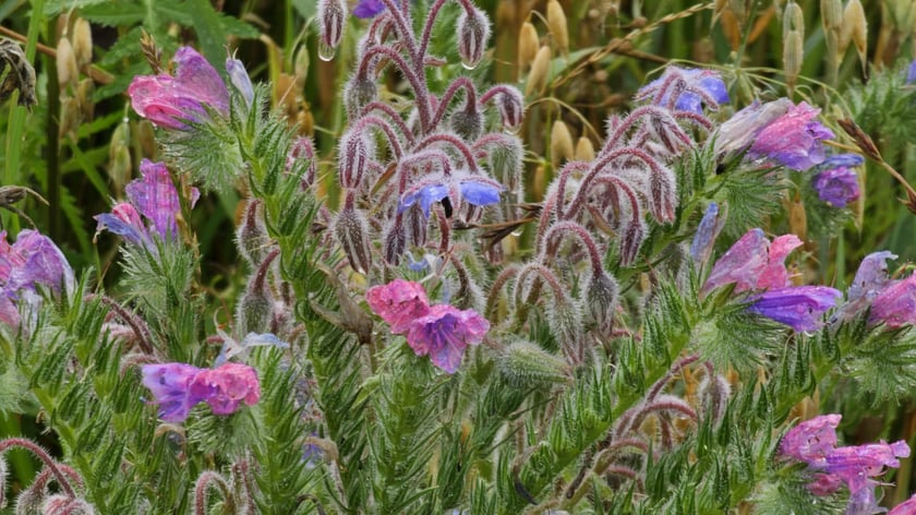 Łąka kwietna przy ul. Lechitów