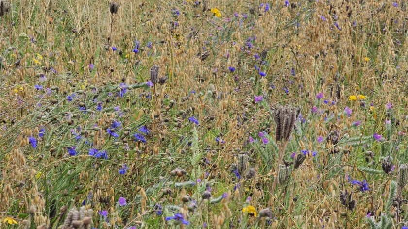 Łąka kwietna przy ul. Lechitów