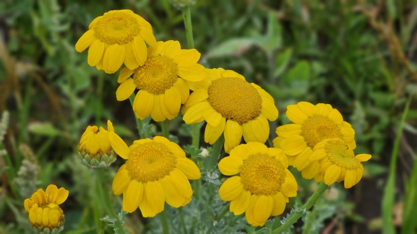 Łąka kwietna przy ul. Lechitów