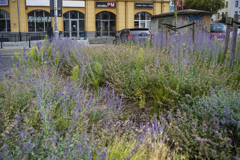 Zielono-niebieska infrastruktura - pl. Solidarności
