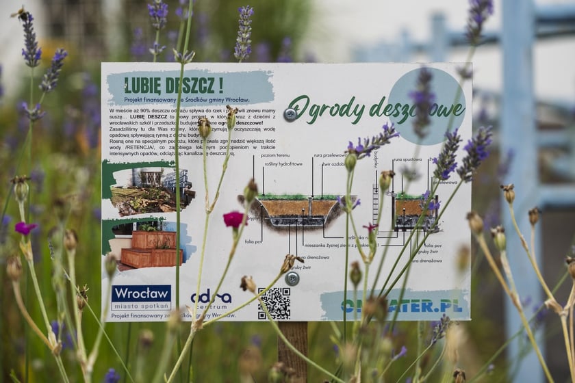 Ogród deszczowy przy LO XIV, ul. Brücknera