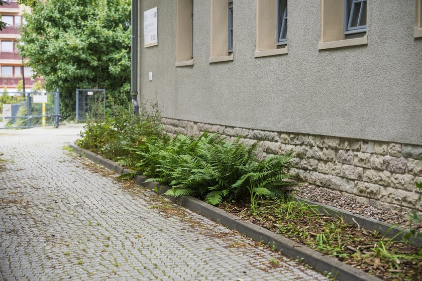 Zieleń deszczowa przy Przedszkolu nr 23, ul. Zwycięska