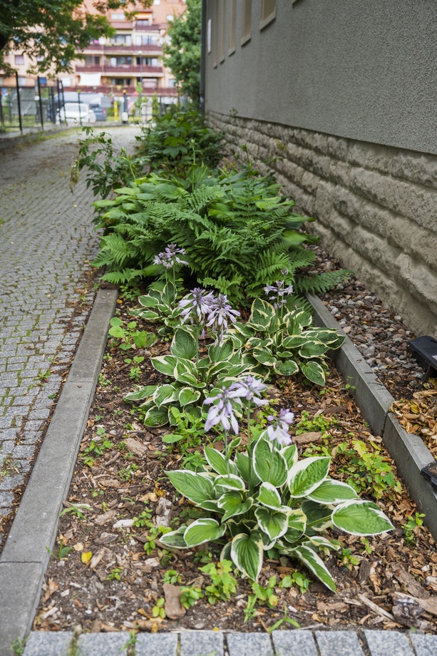 Zieleń deszczowa przy Przedszkolu nr 23, ul. Zwycięska