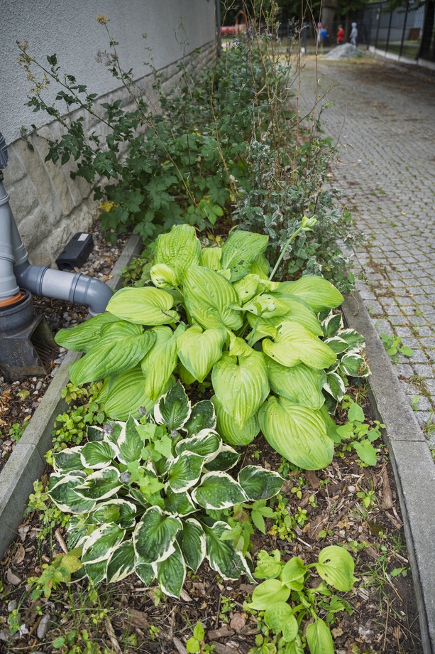 Zieleń deszczowa przy Przedszkolu nr 23, ul. Zwycięska