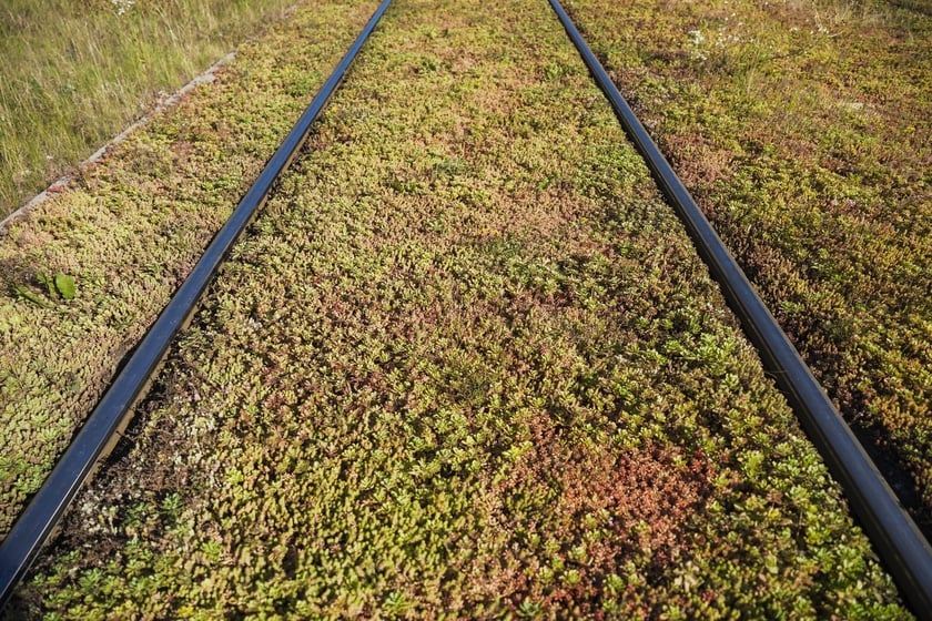 Torowisko porośnięte trawą przy ul. Legnickiej