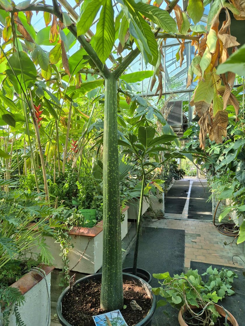 Dziwidło olbrzymie z Ogrodu Botanicznego UWr. Na razie jest w fazie liścia. Zakwitnie prawdopodobnie za dwa lata.
