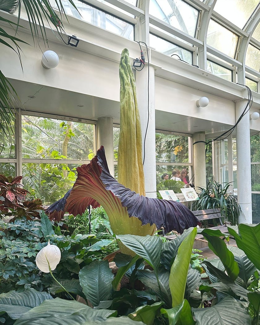 Dziwidło olbrzymie zakwitło w Ogrodzie Botanicznym w Warszawie. Zdjęcie z 4 sierpnia, 181 cm wysokości&nbsp;