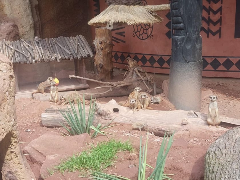 Surykatki z wrocławskiego zoo