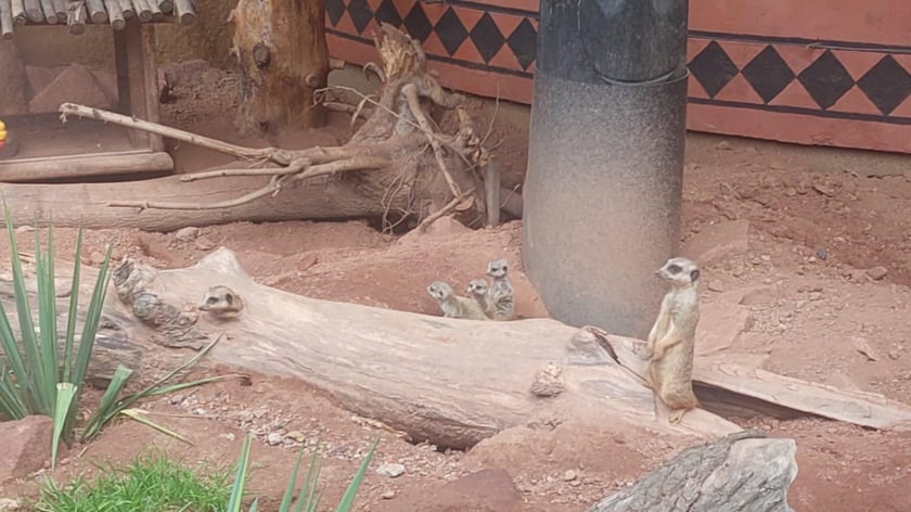 Surykatki z wrocławskiego zoo
