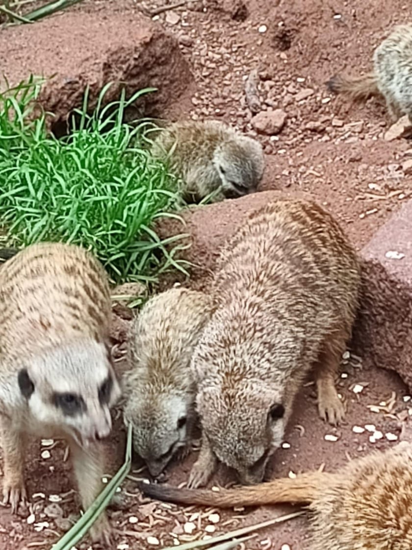 Surykatki z wrocławskiego zoo