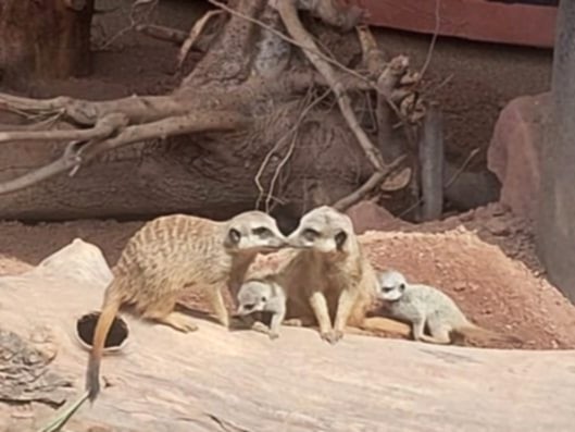 Surykatki z wrocławskiego zoo