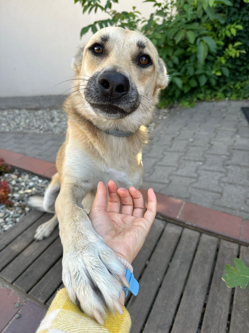 Lola. Adopciara, lat ~4,5 roku. Nawiązuje długotrwałe przyjaźnie z ludźmi z saszetkami, torbami, siatkami (wszędzie tam, gdzie może być kiełbaska). Lubi testosterenowych samców i nie krępuje wyć za nimi na pół osiedla. Kobieta z charakterem, określonym typem, wie, czego chce i jak to wymusić. Manipuluje przechodniów eyelinerem i foczymi wąsami. To ona wyprowadza mnie. Najbardziej kocha dzieci, do których nie dostanie się żaden inny pies. Chyba że przez nią. Pacyfikuje agresorów i rozdziela towarzystwo, jesli psie sprawy zachodzą za daleko. Broni swoich mniej dominujących i charakternych psijaciół. Wszystkożerna oprócz karmy za miliony monet. U weta dzielny pacjent. Zafascynowana kurami, a nad brzegiem morza siedzi i patrzy w horyzont. Po wodzie brodzi, byle by był grunt, woda w domu to trucizna, kałuże ze żwirem to  Perlage. Goni koty, albo sama jest goniona, bo jak trafi na kociego Johny'ego Wicka to przełamuje barierę dźwięku. W poprzednim wcieleniu była wiewiórką.