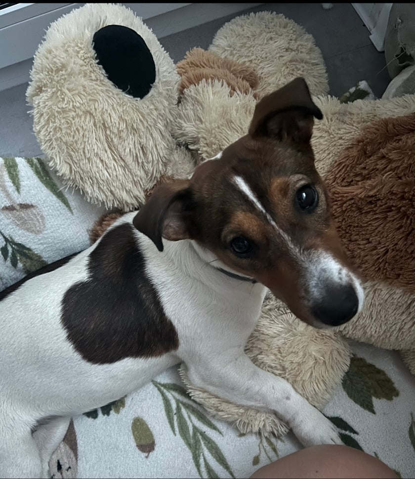 Frajda to bardzo energiczny piesek rasy Jack Russell Terrier. Suczka jest przyjazna dla ludzi i chętnie uczy się nowych rzeczy. W przyszłości będzie psem terapeutą.