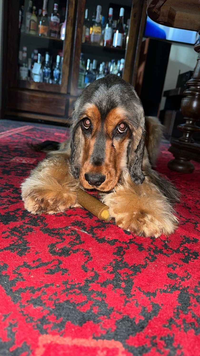 Homer – cocker spaniel z sercem większym niż uszy!  Ma 2 lata, niespożyte pokłady energii i ogromną potrzebę… przytulania! Homer to mistrz aportowania, wielbiciel piłek i długich spacerów, ale też totalny pieszczoch, który uwielbia być w centrum uwagi. Jest ruchliwy, wesoły i zawsze gotowy do zabawy – ale gdy tylko usiądziesz na kanapie, natychmiast wskoczy, by się przytulić. To nie tylko pies, to najwierniejszy towarzysz dnia codziennego. Homer zasługuje na tytuł Pupila Roku, bo każdego dnia udowadnia, że najlepsze rzeczy w życiu mają cztery łapy i merdający ogon! 
