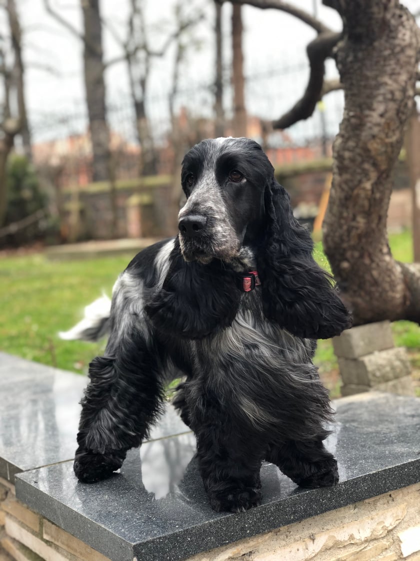 Księżniczka Portada vel Prada -Cocker Spaniel Angielski
